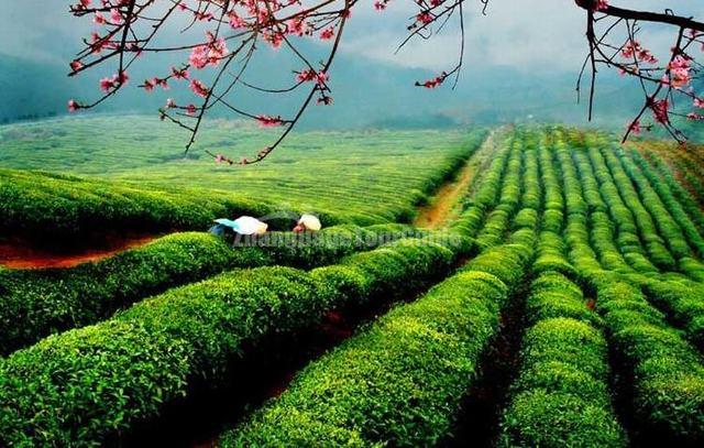 Chinese Restaurant Plantation Chinese Restaurant Plantation