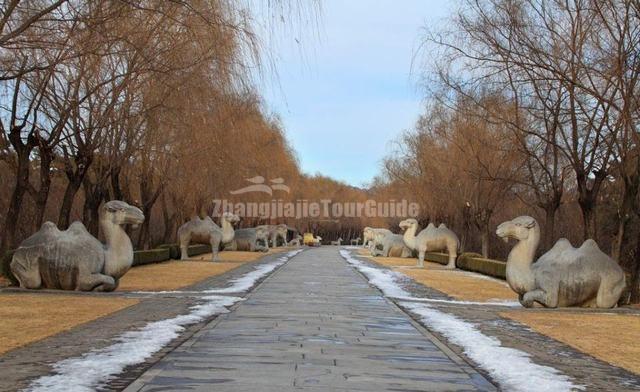 Beijing Shen Dao Winter Scenery