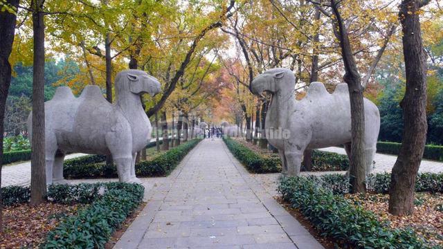 Beijing Shen Dao Scenery Autumn