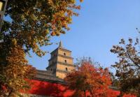 Big Goose Pagoda Beautiful Autumn Scenery Xian China