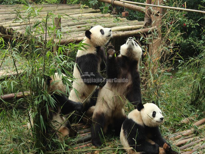 Chengdu Research Base of Giant Panda Breeding