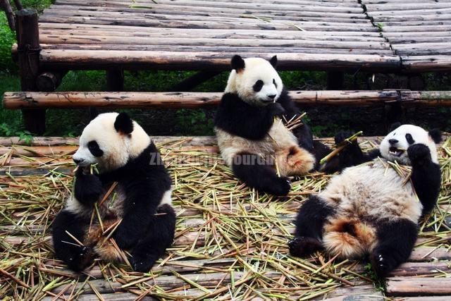 Giant Panda Eating in Chengdu Base