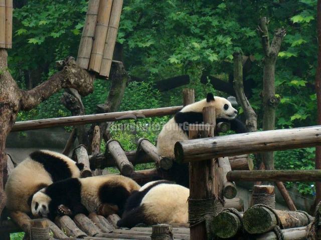 Giant Panda's Life Chengdu