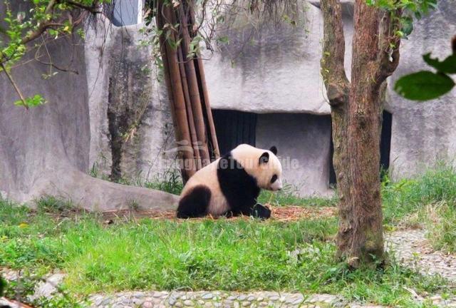 Panda Base Chengdu