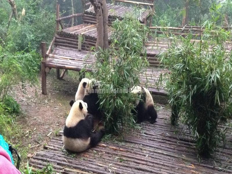 Chengdu Research Base of Giant Panda Breeding