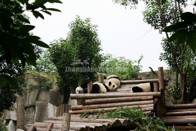 Giant Panda at Chengdu Research Base