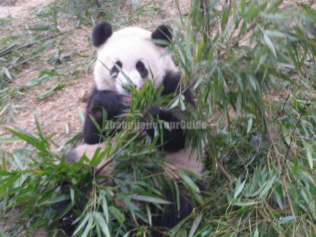 Giant Panda's Food in Chengdu Research Base