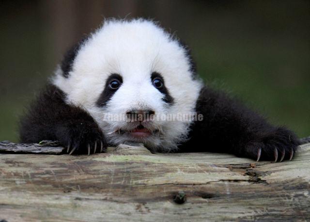 Giant Panda Beautiful and Lovely