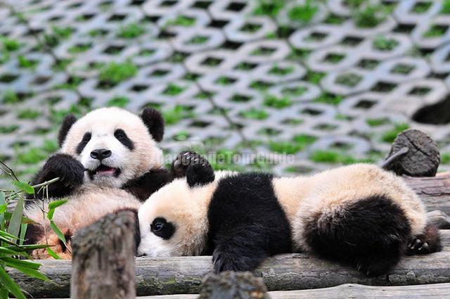 Chengdu Research Base of Giant Panda Breeding