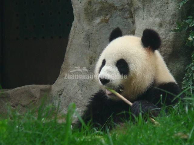 Giant Panda Eating Bamboo