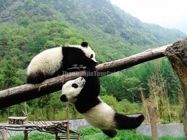 Lovely Giant Panda Chengdu