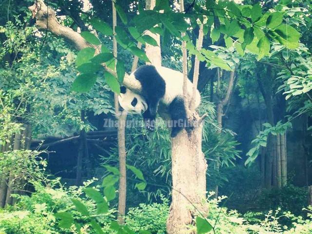 Giant Panda is on Tree Chengdu