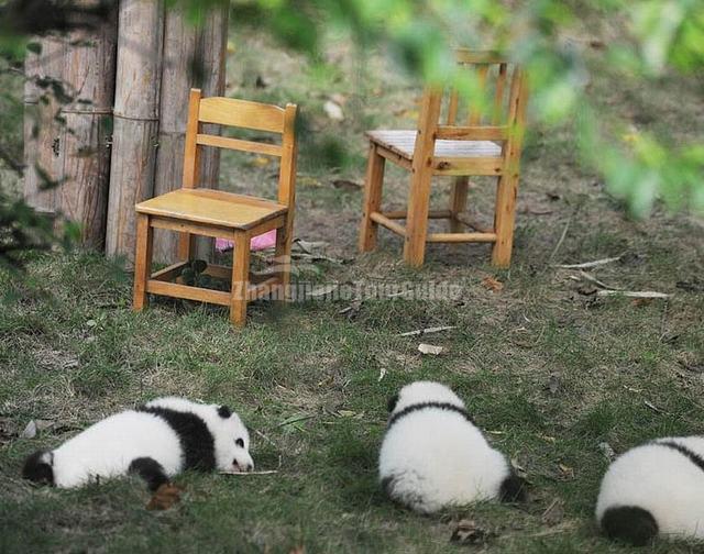 Giant Panda Chengdu