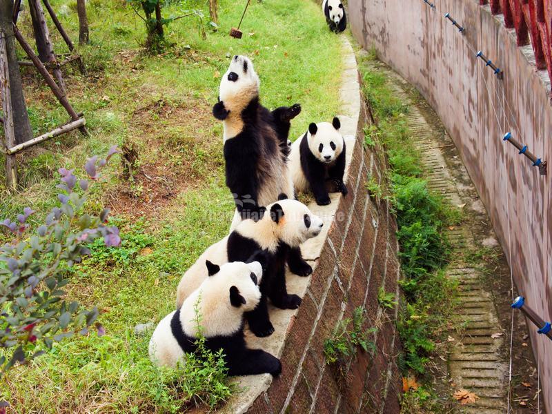 Chengdu Research Base of Giant Panda Breeding