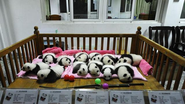 Baby Giant Pandas Chengdu