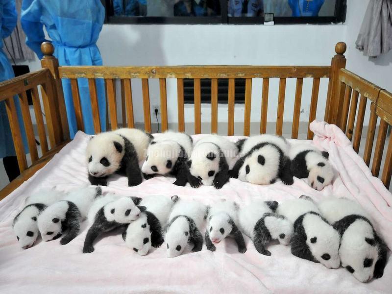 The Baby Pandas