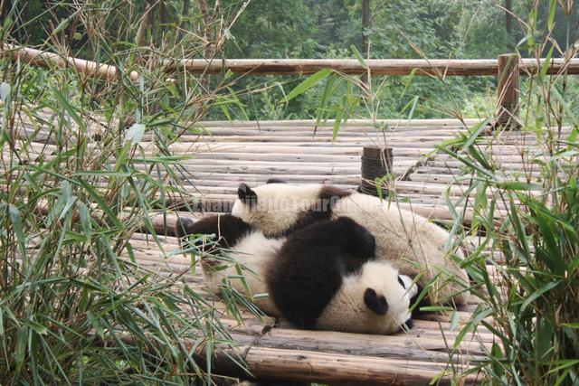 Chengdu Giant Pandas