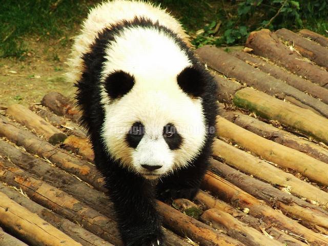  Wet Giant Panda Chengdu