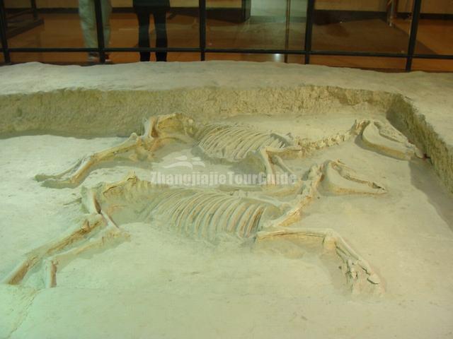 Emperor Carriage Museum Intact Horse Skeleton Luoyang