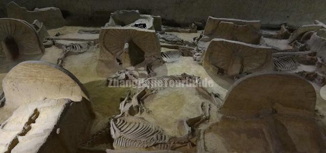 Luoyang Emperor Carriage Museum Horse Skeleton