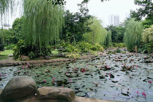 Golden Camellia Park Lotus Pond Nanning