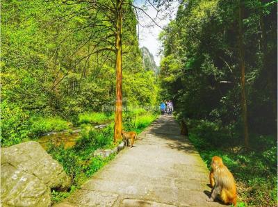 Golden Whip Stream Zhangjiajie