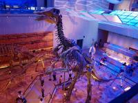 Guangdong Provincial Museum Dinosaur Bones