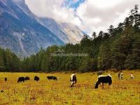 Spruce Meadow Lijiang Jade Dragon Snow Mountain