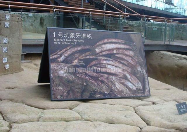 Elephant Tusks Remains from Feature No.1 at Jin Sha Site Museum