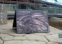 Elephant Tusks Remains from Feature No.1 at Jin Sha Site Museum