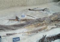 No. 11 Feature at Jin Sha Site Museum