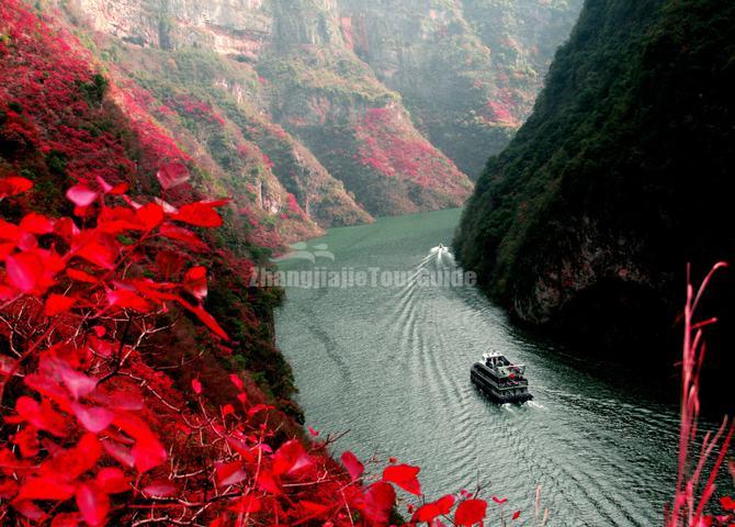 Lesser Three Gorges Read Leaves