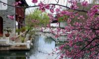 Ancient City of Lijiang Spring Scenery