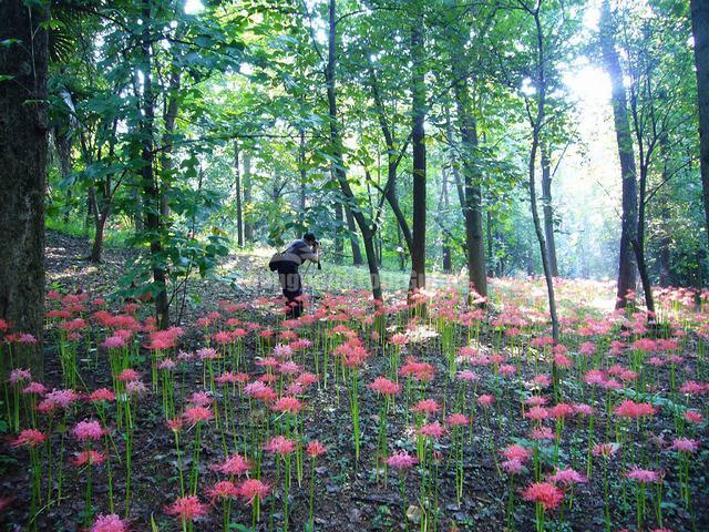 Lycoris Flowers