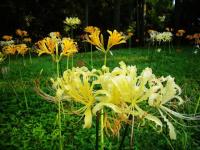 Lycoris Flowers