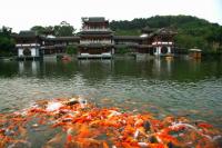 Qingxiu Mountain Beautiful Fishes in the Lake Nanning