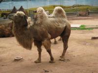 Shenzhen Safari Park Thin Camel