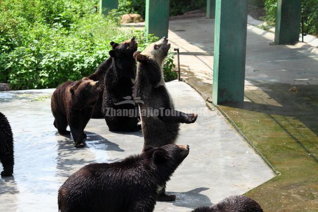 Shenzhen Safari Park Lovely Brown Bear