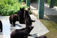 Shenzhen Safari Park Lovely Brown Bear