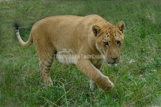 Animal at Shenzhen Safari Park 