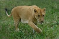 Animal at Shenzhen Safari Park 