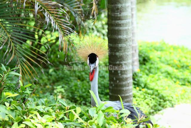 Shenzhen Safari Park Beautiful Animal