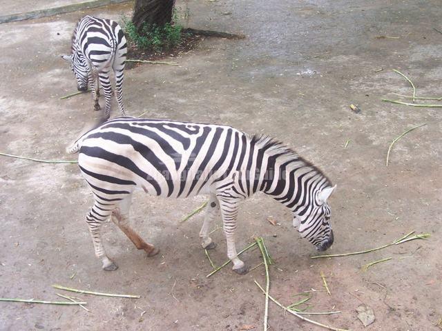 Shenzhen Safari Park Zebra