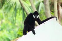 Shenzhen Safari Park Gibbon