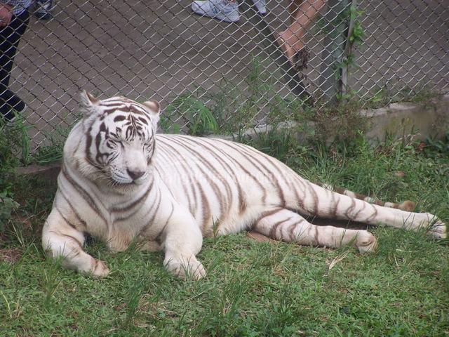 Shenzhen Safari Park Beautiful Tiger 