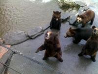 Shenzhen Safari Park Brown Bear