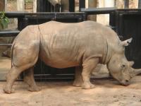 Shenzhen Safari Park Rhinocero