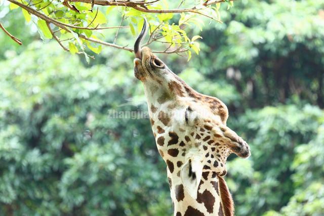 Shenzhen Safari Park Giraffe