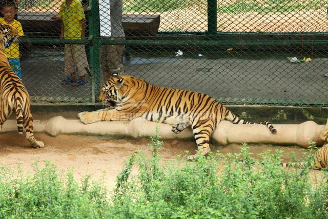 Shenzhen Safari Park Tigers