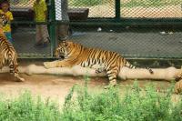 Shenzhen Safari Park Tigers